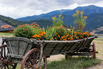 Chrysanthemum and marigold. Flower bed in the cart.