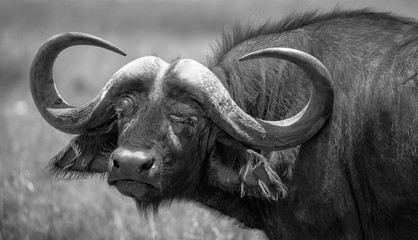 Large Cape buffalo looking at viewer in black and white