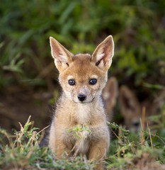 Adorable little newborn black backed jackal baby venturing out of its den for the first time