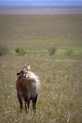 Fototapeta na wymiar Waterbuck shaking himself with a vista of the Masai Mara in background