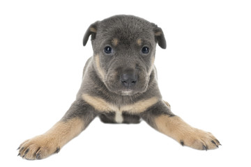Obraz premium German Shepherd puppy on white background
