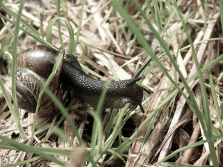 Edible snail in grass