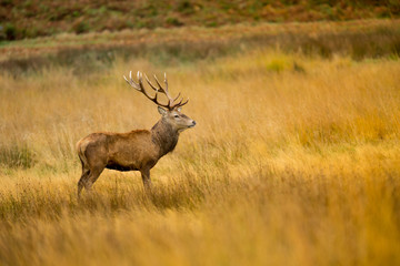 Red Deer Stag