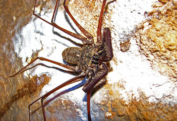A whip scorpion clings to the wall of a cave, displaying a set of menacing mandibles.