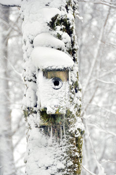 Ett kylig dag i ett litet hus. Ett f&aring;gelbo t&auml;ckt med sn&ouml;, istappar och mossa. 