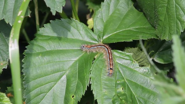 Buff-tip (Phalera bucephala) - caterpillar on a leaf