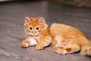 beautiful ginger kitten