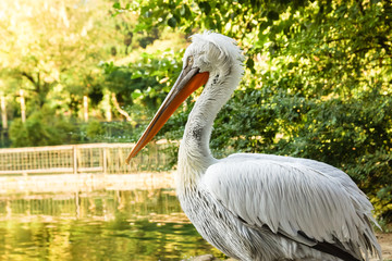 Pelican (lat. Pelecanus) near the lake