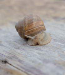 edible snail