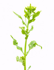 flowers of horseradish