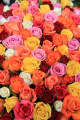 Multicolored wedding roses