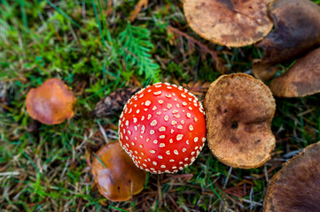 Top down view of fly agaric amanita poisonous toadstool mushroom with other brown wild mushrooms fungi on green grass in autumn fall