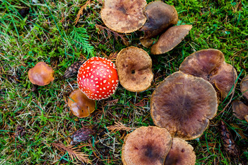 Top down view of fly agaric amanita poisonous toadstool mushroom with other brown wild mushrooms fungi on green grass in autumn fall