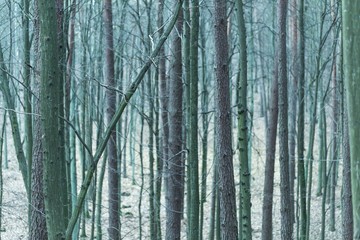 Close up of trees trunks in fall forest
