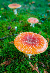 Red and white spotted fly agaric amanita mushrooms toadstools fungi growing on grass in autumn after rain and damp
