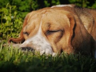Śpiący pies beagle - obrazy, fototapety, plakaty