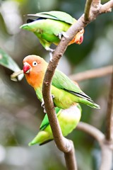 Colorful yellow parrot Sun Conure (Aratinga solstitialis) standi