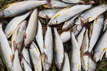 Caught grayling lies on autumn grass