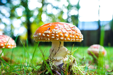 Close up detail of red and white spotted fly agaric mushroom toadstool fungus growing on grass in autumn after rain and damp
