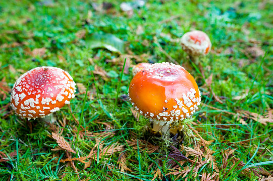 Red and white spotted fly agaric amanita mushrooms toadstools fungi growing on grass in autumn after rain and damp
