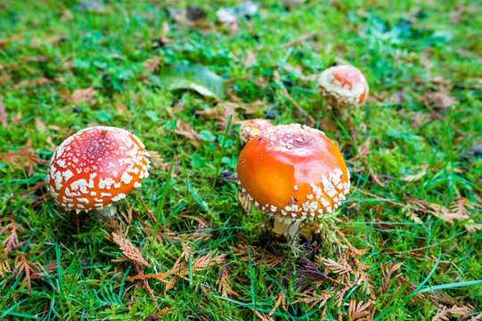 Red and white spotted fly agaric amanita mushrooms toadstools fungi growing on grass in autumn after rain and damp
