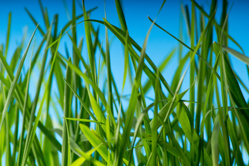 Fototapeta premium green grass on blue background