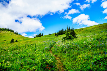 Obraz premium Hiking through the mountain alpine meadows with wild Flowers on Tod Mountain in the Shuswap Highlands of British Columbia, Canada