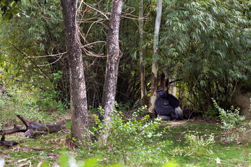 Relaxing under a tree - 126038339