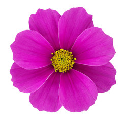 Cosmos flower, isolated on white