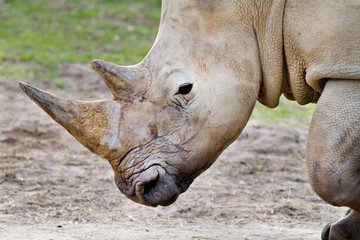 Rhino Headshot - 126038393