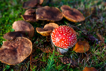 Top down view of fly agaric amanita poisonous toadstool mushroom with other brown wild mushrooms fungi on green grass in autumn fall