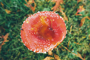 Top down view close up detail of red and white spotted fly agaric mushroom toadstool fungus growing on grass in autumn after rain and damp
