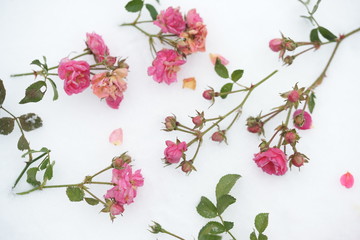 Obraz na płótnie Canvas Flowers wilted Rose frozen in the snow 