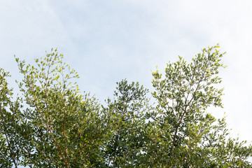 group of green leaf and sky,cloud and blue sky,green leaf from garden,green leaf make oxygen