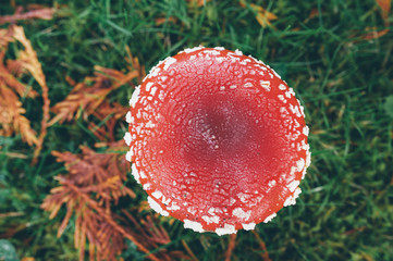 Top down view close up detail of red and white spotted fly agaric mushroom toadstool fungus growing on grass in autumn after rain and damp
