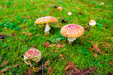 Red and white spotted fly agaric amanita mushrooms toadstools fungi growing on grass in autumn after rain and damp