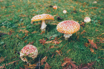 Red and white spotted fly agaric amanita mushrooms toadstools fungi growing on grass in autumn after rain and damp