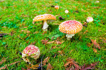 Red and white spotted fly agaric amanita mushrooms toadstools fungi growing on grass in autumn after rain and damp