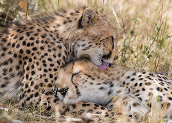 Amazing cheetah in Masai Mara National Park Kenia