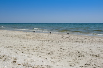 Three seagulls on a wild beach