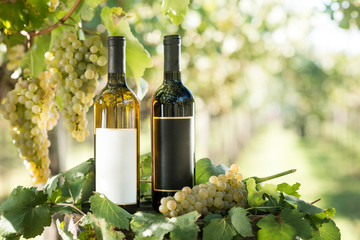 White and red wine bottle, young vine and bunch of grapes against green shining bokeh background,...