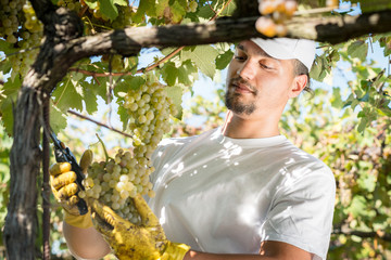 Young farmer picking grapes during the wine harvest, Italy