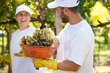 Young smiling farmers harvesting grapes during the wine harvest, Italy