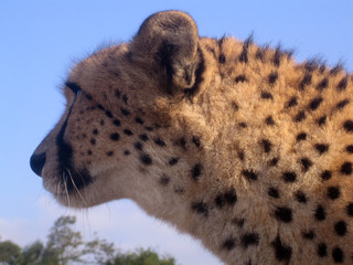 A cheetah in South Africa