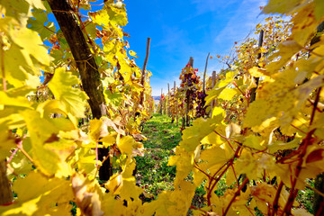 Vineyard in autumn colors view