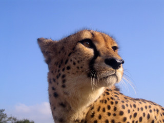 A cheetah in South Africa