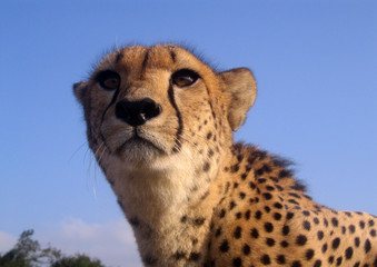 A cheetah in South Africa