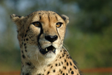 A cheetah in South Africa