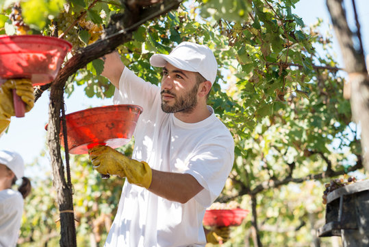 Young farmer picking grapes during the wine harvest, Italy