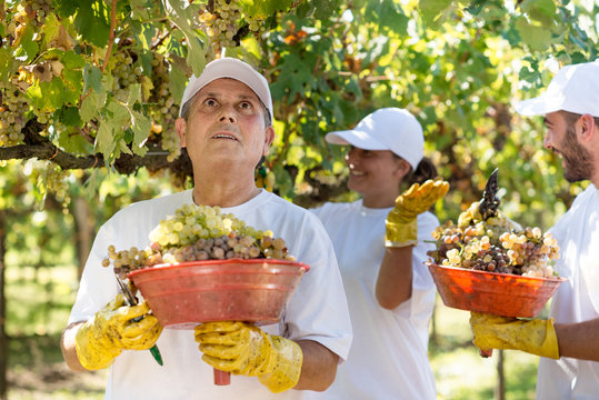 Workers harvesting grapes during the wine harvest, Italy